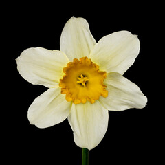 Flower white-yellow narcissus on a black background. Front view. Full depth of field. With clipping path.