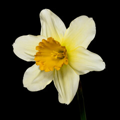 Flower white-yellow narcissus on a black background. Full depth of field. With clipping path