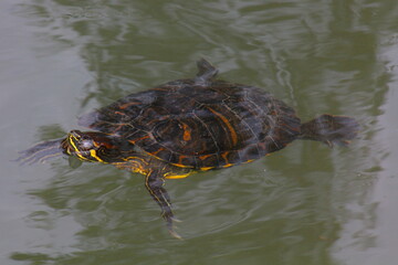 Turtle swimming in a park lake