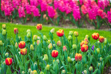 Close up of blooming tulips in a field in spring in the Netherlands 