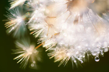 rain drops on dandelion seed in the sunshine of the sunset.