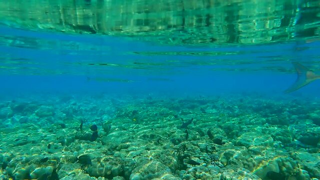 School of Needlefish swims on shallow water coral reef (4K - 60fps)