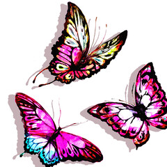 natural light pink beautiful butterfly flying open black and purple wings spring watercolor abstract on white.