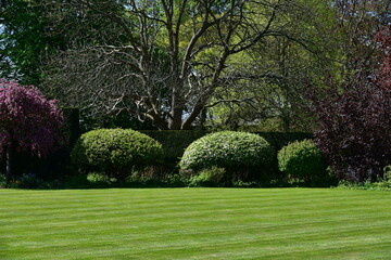 lawn and trees in garden