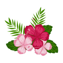 Illustration Beautiful Pink Hibiscus Flowers Blossom and Tropical Leaves, Isolated on White Background - Vector