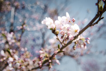綺麗な桜