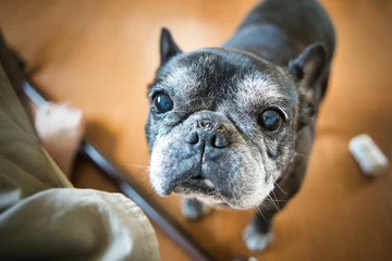 Papier Peint photo Bulldog français 黒いフレンチブルドック