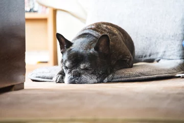 Zelfklevend Fotobehang Franse bulldog 黒いフレンチブルドック