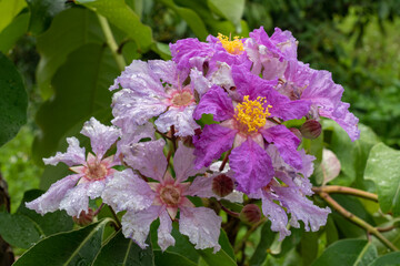Naklejka premium Beautiful lagerstroemia speciosa cluster of flowers and buds isolated on natural background - tropical tree also known as crepe myrtle or pride of India