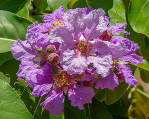 Tropical lagerstroemia speciosa bright cluster of flowers and buds isolated on natural background -...