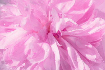 Pink peony flower with water drops close up. Beautiful floral background. Nature concept
