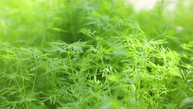 Fresh young dill (Anethum graveolens) growing on the bed. Annual herb, family Apiaceae. Growing fresh herbs. Green young plants in the garden, ecological agriculture for producing healthy food concept