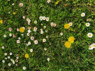 Yellow white flowers daisies, clovers and dandelions in grass. © Katarzyna