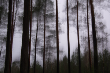 Fototapeta na wymiar pijany las