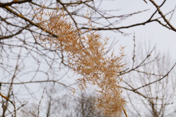 Fototapeta na wymiar Close-up photo of dry reed broom in cloudy spring day