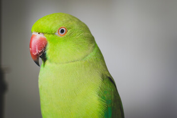 Lovely Green Indian Ringneck parrot girl