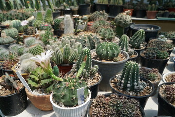 4K echeveria,Cactus humid tropics on a bright day