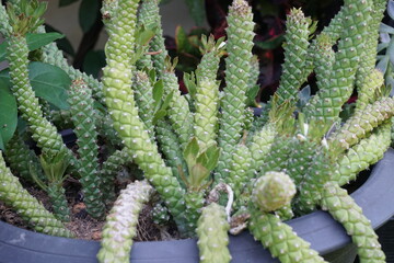 4K echeveria,Cactus humid tropics on a bright day