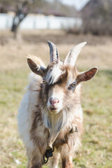 Young horned goat with white and brown fur on a pasture on a bright sunny day