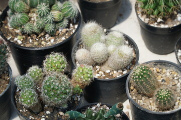 4K echeveria,Cactus humid tropics on a bright day