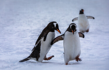 Obraz premium The Dance of the Gentoo Penguins