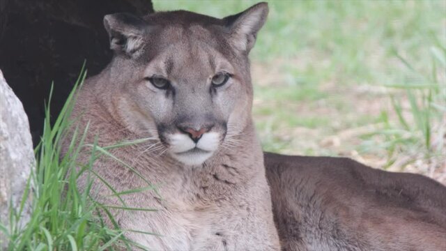 Cougar relaxing near rocky cavern is surprised by bird behind him