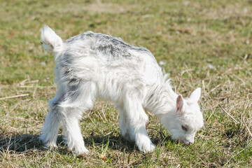 Naklejka na ściany i meble Little goatling with white and gray fur in a spring pasture