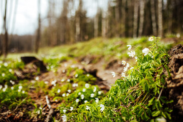 snowdrops are blooming. the first early white flowers in the wild forest. tender bright green vegetation makes its way out of the sun-warmed earth