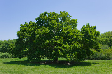 Fototapeta na wymiar Park tree