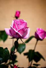 Closeup view of pink rose bloom; selective focus.