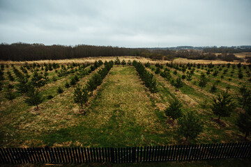 a lot of fir trees are planted on the plantation for breeding and reforestation. smooth rows of trees in a nursery on a private territory. tree care for the park