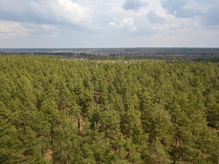 Fototapeta na wymiar Pine trees in a coniferous forest in early spring. Aerial drone view.
