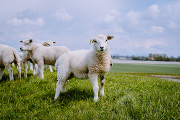 Lambs and Sheep on the dutch dike by the lake IJsselmeer, Spring views, Netherlands Sheeps in a...