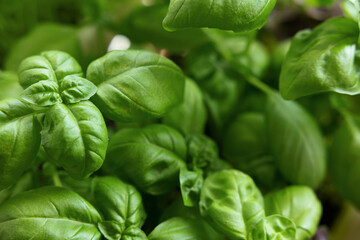 Fresh basil leaves on a dark ground background. Green basil. A lot of flavored basil. Classic herbs for salads and sauces of Italian and French cuisine. Close up selected focus. Top view