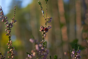Two ladybugs on a wild lilac heather bush, on a sunny summer day in the forest.