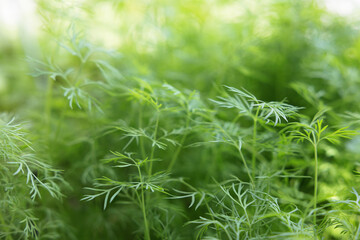 fresh green dill