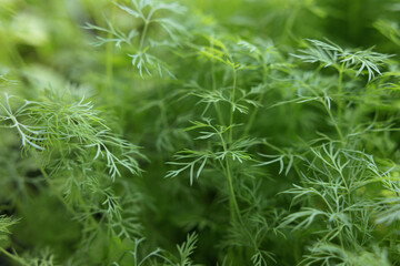Fresh young dill (Anethum graveolens) growing on the bed. Annual herb, family Apiaceae. Growing fresh herbs. Green young plants in the garden, ecological agriculture for producing healthy food concept