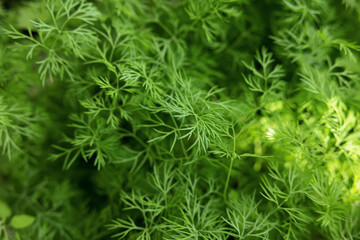 Fresh sprouts of organic dill. A bed with young thick dill. Selected focus and blurred background.