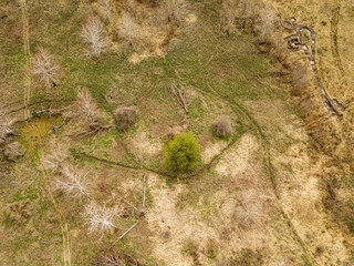 Forest in early spring. Aerial drone view.