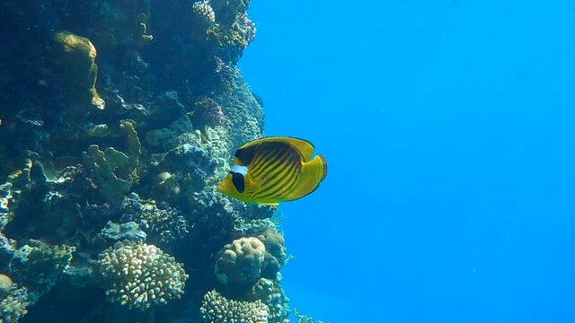 Close-up of Butterflyfish swims near coral reef and looking into the camera lens. Diagonal Butterflyfish (Chaetodon fasciatus). Closeup portrait. Underwater life in the ocean. 4K-60pfs 