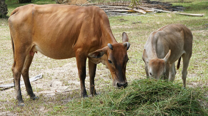 Thai caws eating fresh grass in farmland, Livestock in the countryside of Thailand
