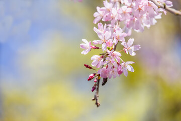 ピンク色の花びらが綺麗な満開の桜