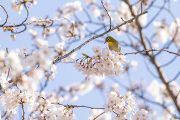 ピンク色の花びらが綺麗な満開の桜とメジロ