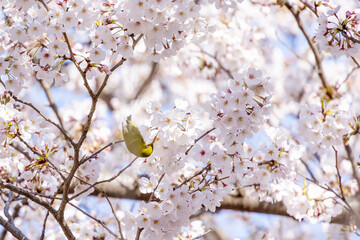 ピンク色の花びらが綺麗な満開の桜とメジロ