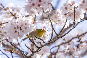 ピンク色の花びらが綺麗な満開の桜とメジロ