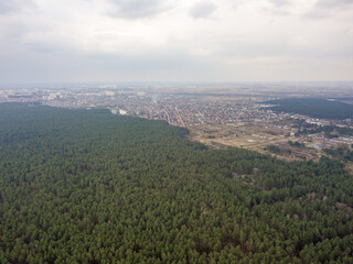 Pine trees in a coniferous forest in early spring. Aerial drone view.