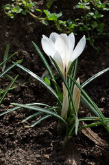 Beautiful spring white crocus  in the garden, Sofia, Bulgaria   