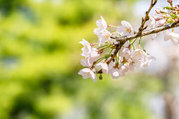 ピンク色の花びらが綺麗な満開の桜