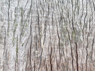 Old wood texture crack, gray-white tone. Use this for wallpaper or background image. There is a blank space for text.