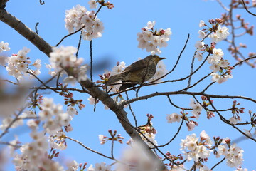 春の公園に咲くソメイヨシノのサクラの枝に止まるヒヨドリ
